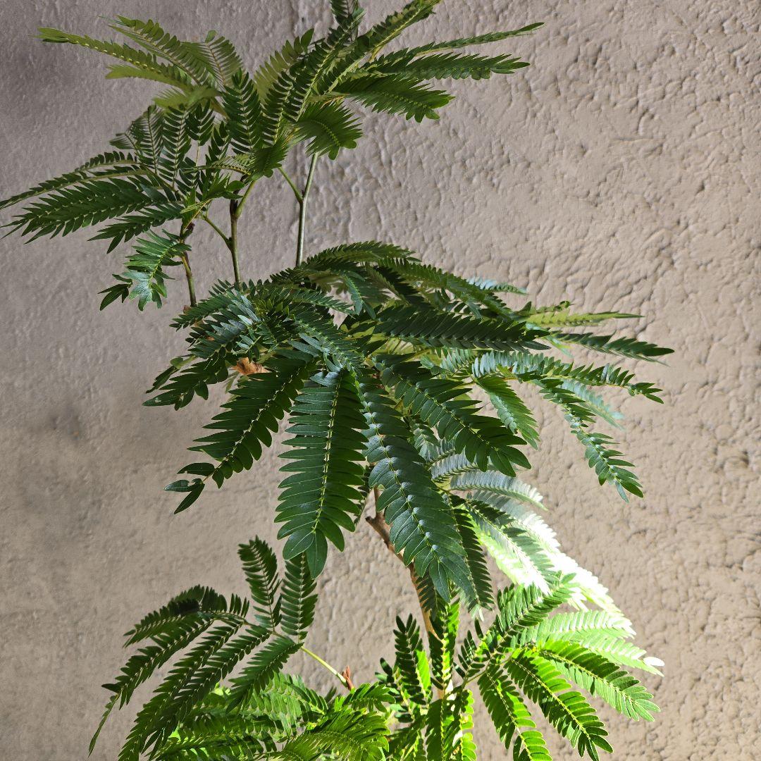 ④　エバーフレッシュ　曲がり仕立て　８号特大苗木最高等級極上品‼️