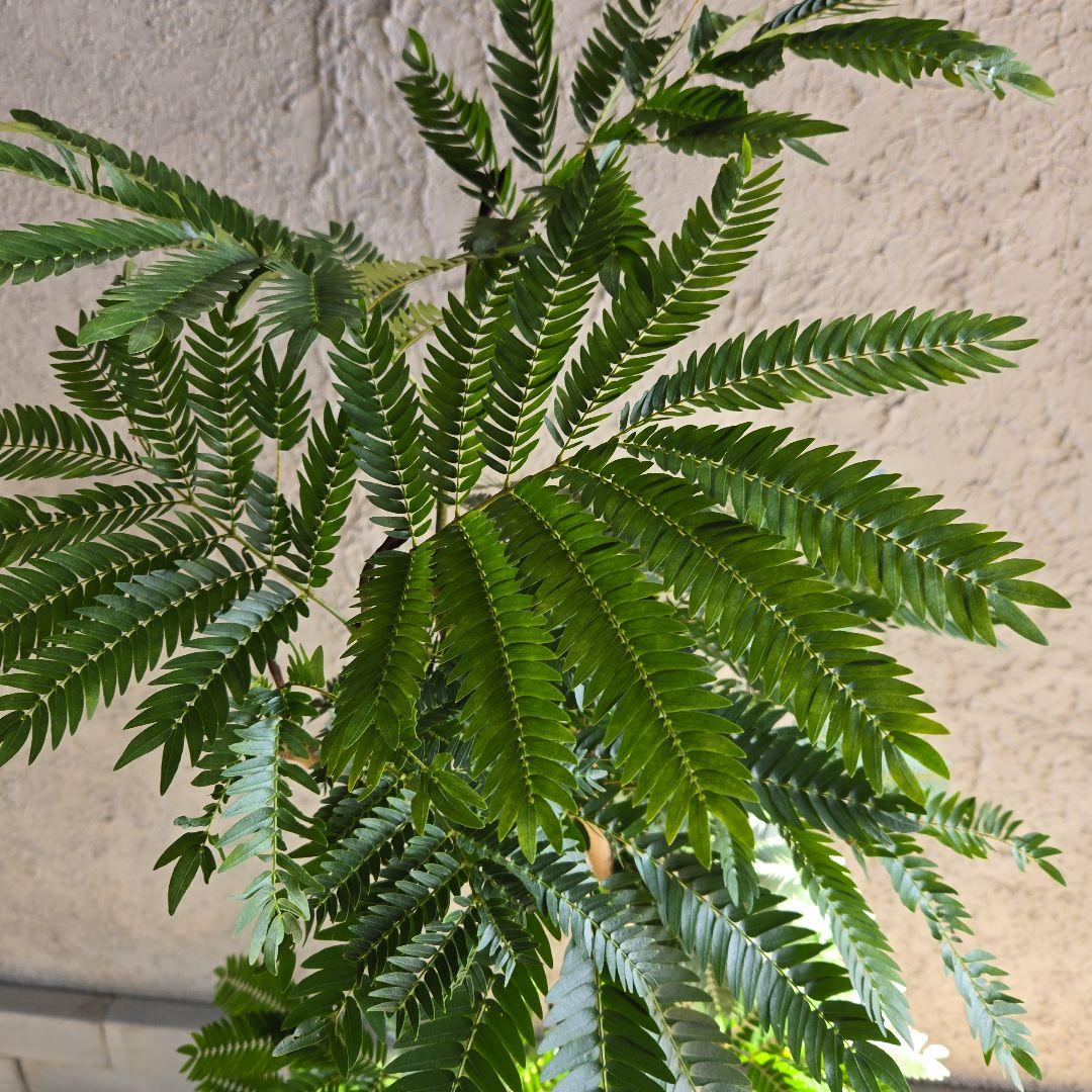 ④　エバーフレッシュ　曲がり仕立て　８号特大苗木最高等級極上品‼️