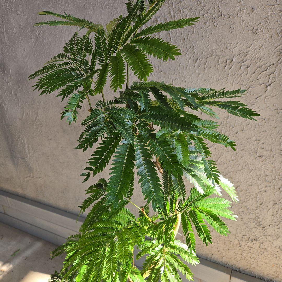 ④　エバーフレッシュ　曲がり仕立て　８号特大苗木最高等級極上品‼️