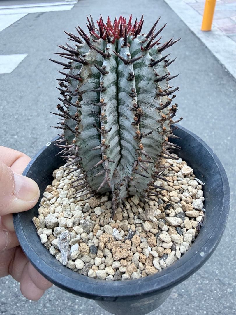 その他多肉植物 asphabon