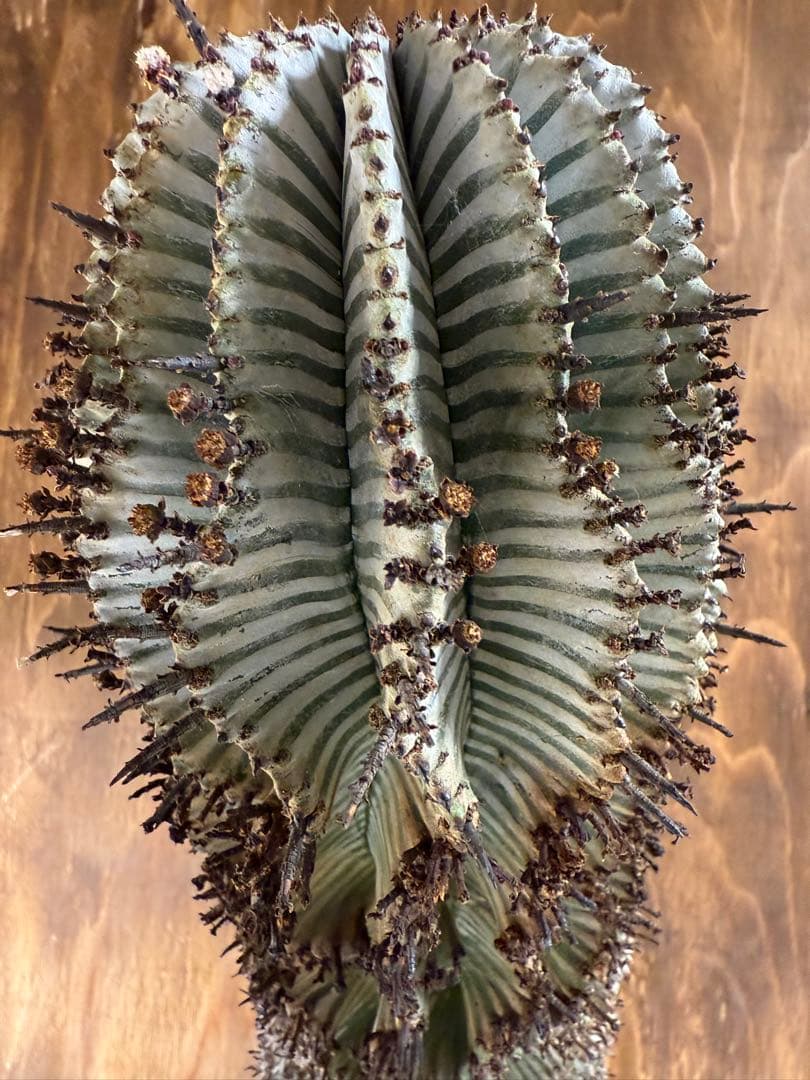 その他多肉植物 asphabon