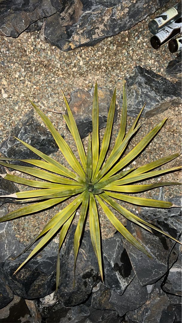 ボロブドゥール