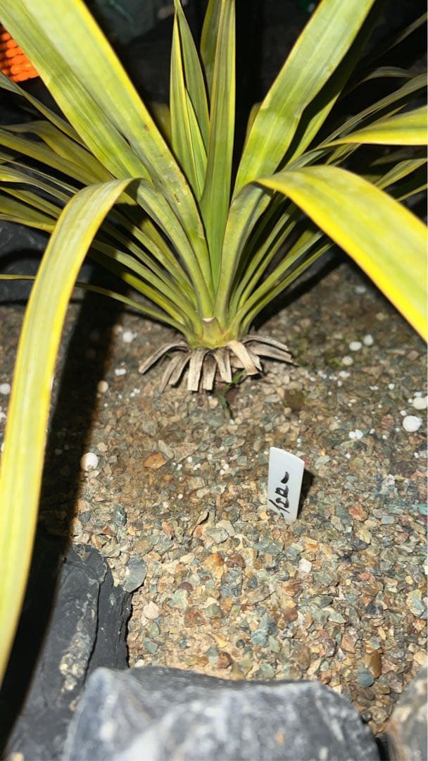 ボロブドゥール