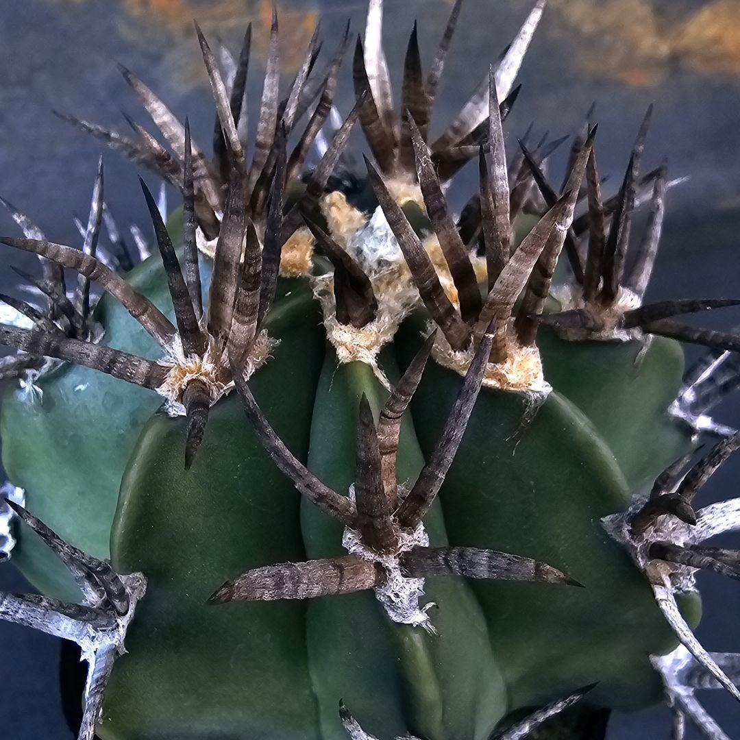 メルカリ便発送☆サボテン アストロフィツム 短刺水牛大鳳玉(実生苗です)