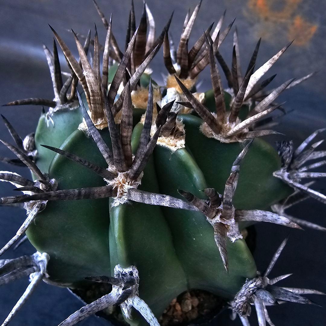 メルカリ便発送☆サボテン アストロフィツム 短刺水牛大鳳玉(実生苗です)