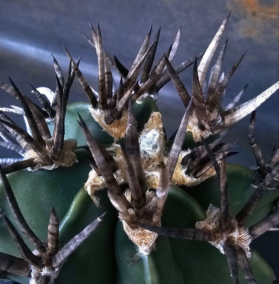 メルカリ便発送☆サボテン アストロフィツム 短刺水牛大鳳玉(実生苗です)