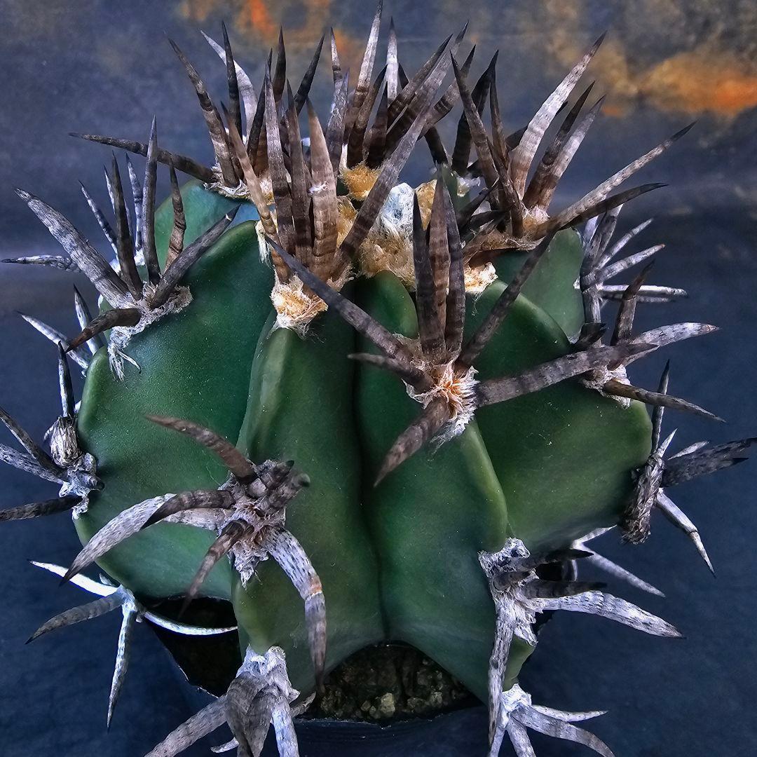 メルカリ便発送☆サボテン アストロフィツム 短刺水牛大鳳玉(実生苗です)