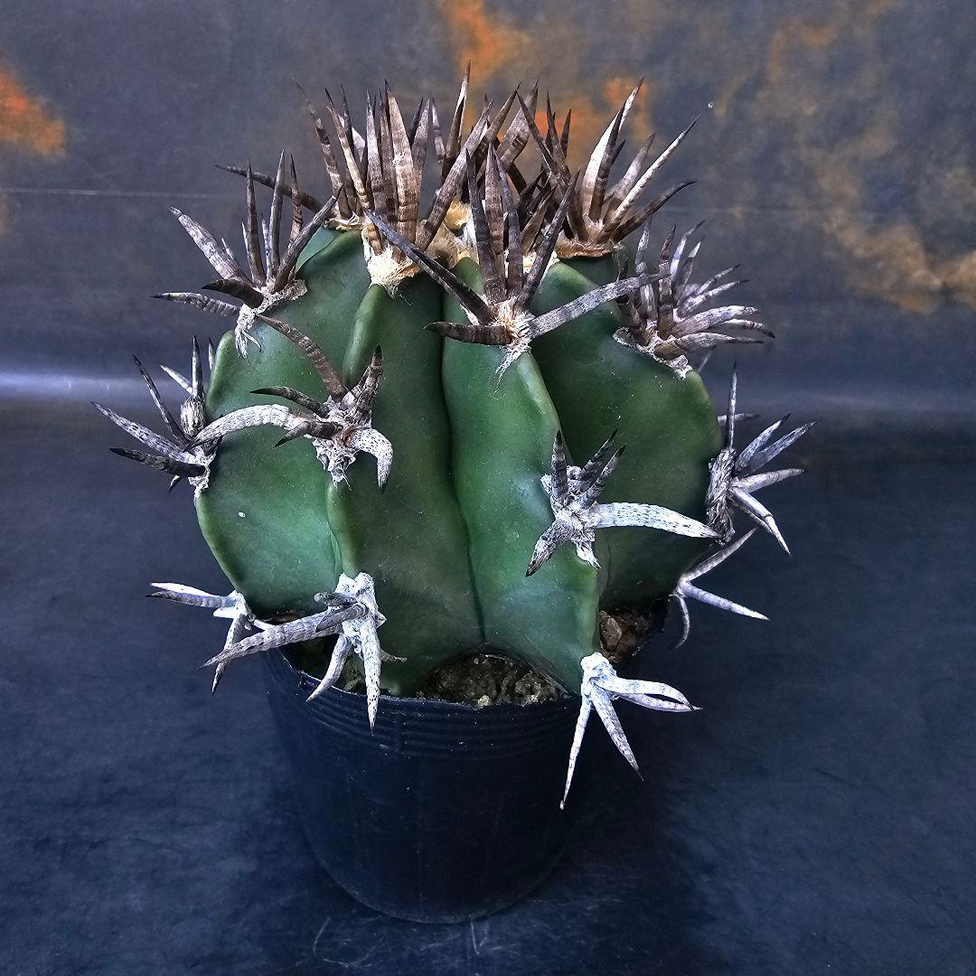 メルカリ便発送☆サボテン アストロフィツム 短刺水牛大鳳玉(実生苗です)