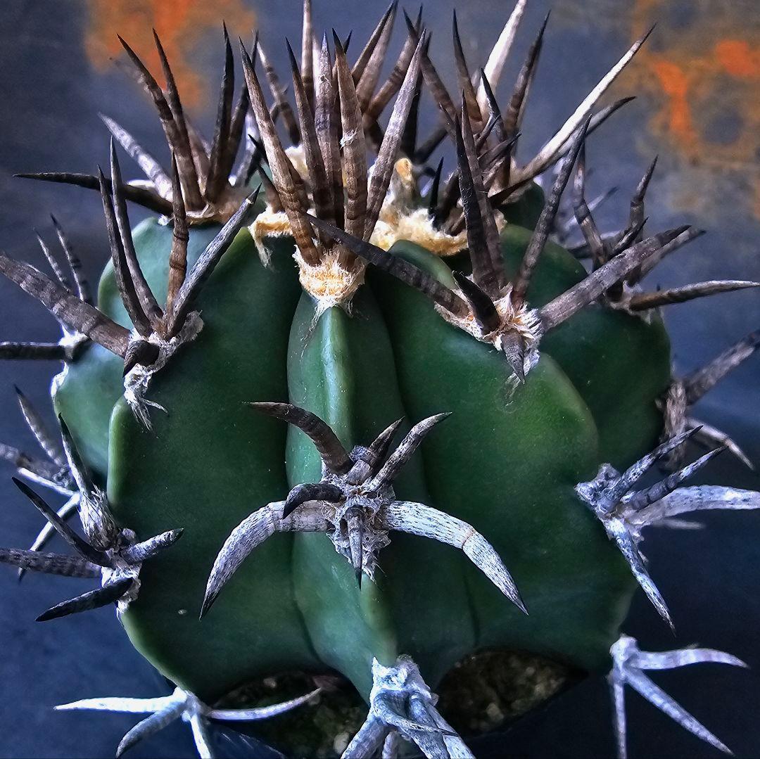 メルカリ便発送☆サボテン アストロフィツム 短刺水牛大鳳玉(実生苗です)