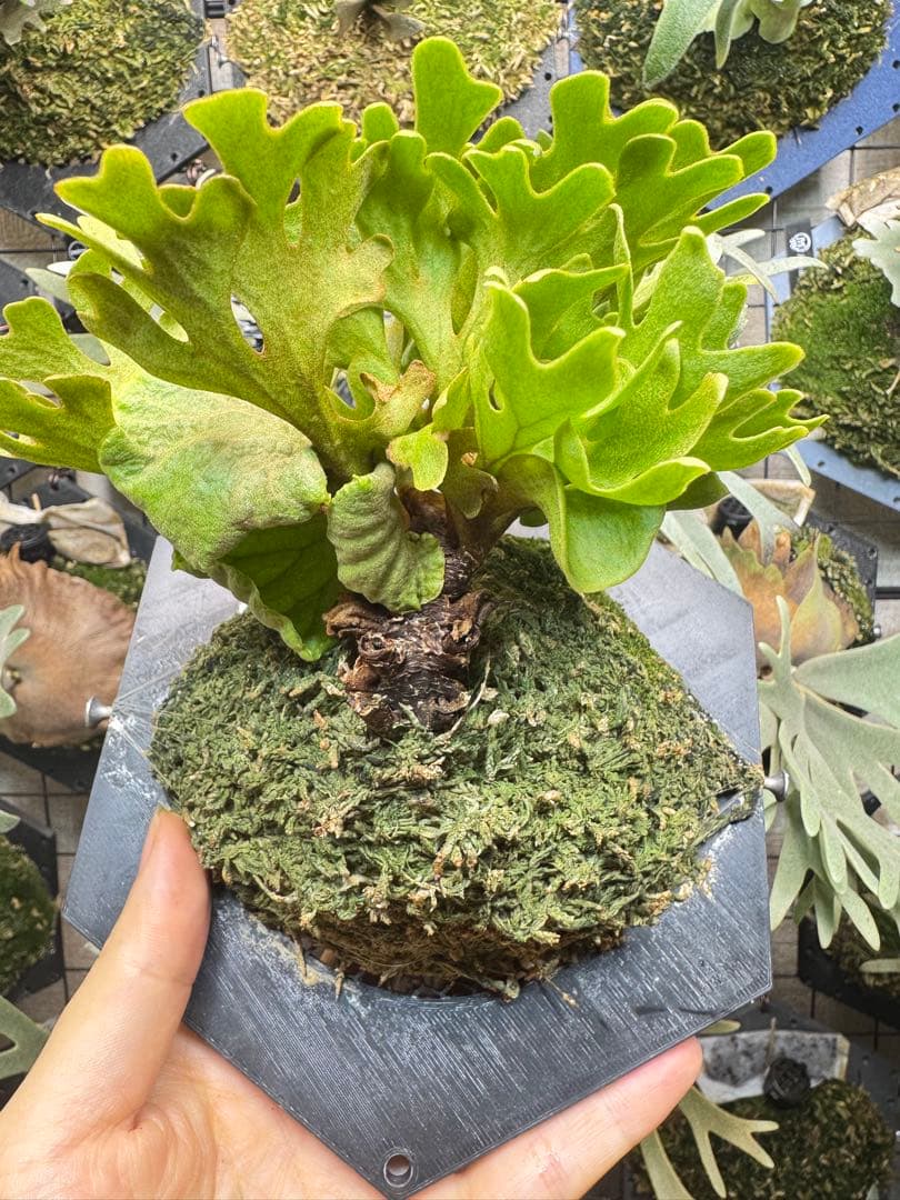 ridleyi dwarf minimini 板付け