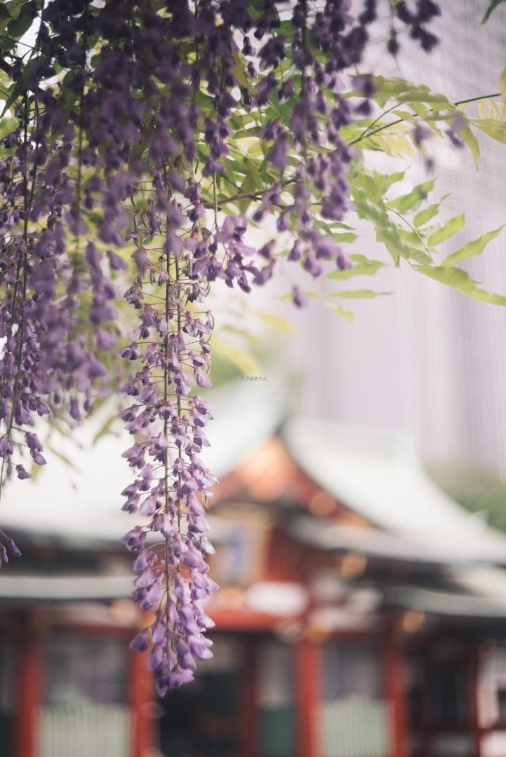 SALE！虹の出る癖玉！Leica Summar 50mm f2 オールドレンズ