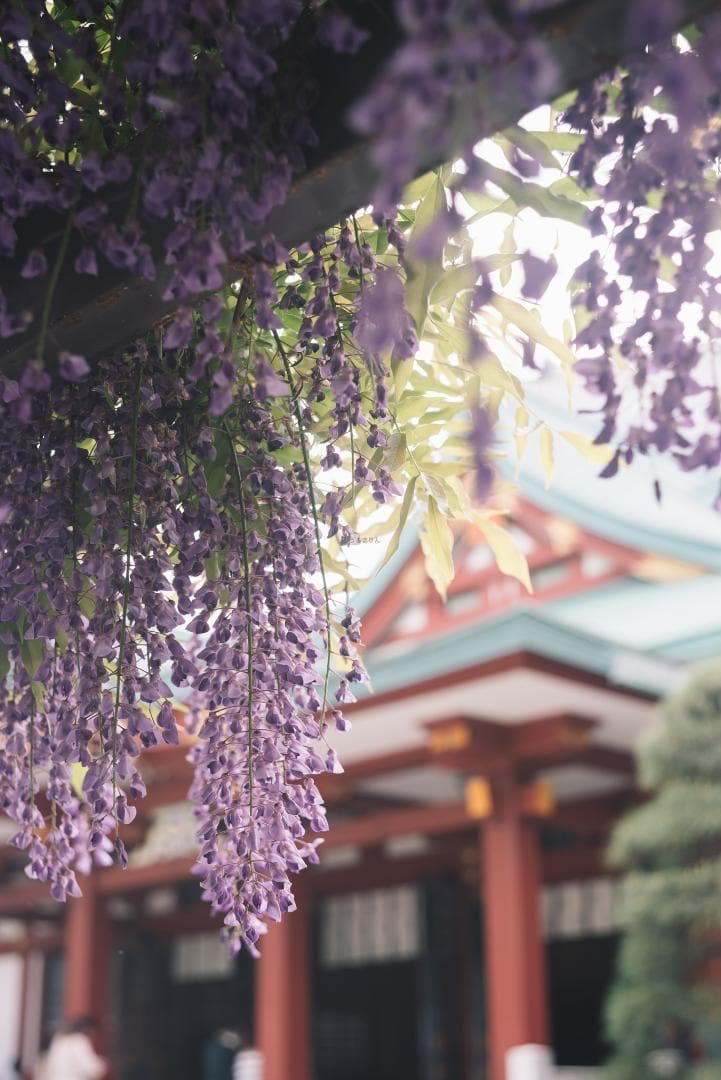 SALE！虹の出る癖玉！Leica Summar 50mm f2 オールドレンズ