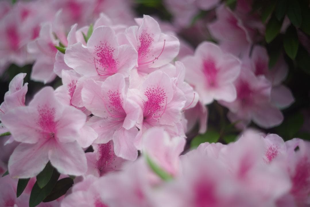 SALE！虹の出る癖玉！Leica Summar 50mm f2 オールドレンズ