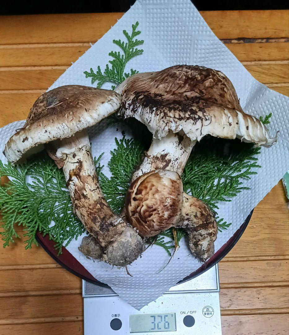 山梨産　　松茸　 320㌘　良開き2本　蕾1本