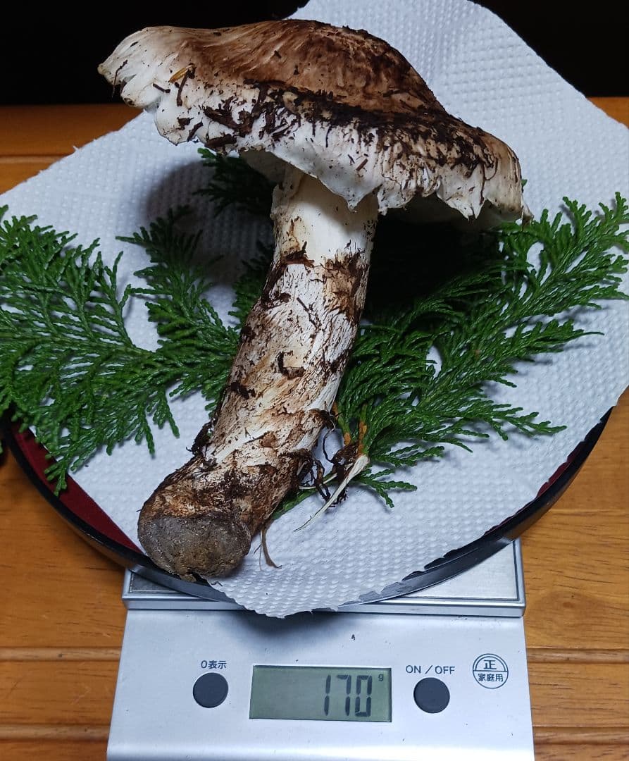 山梨産　　松茸　 320㌘　良開き2本　蕾1本