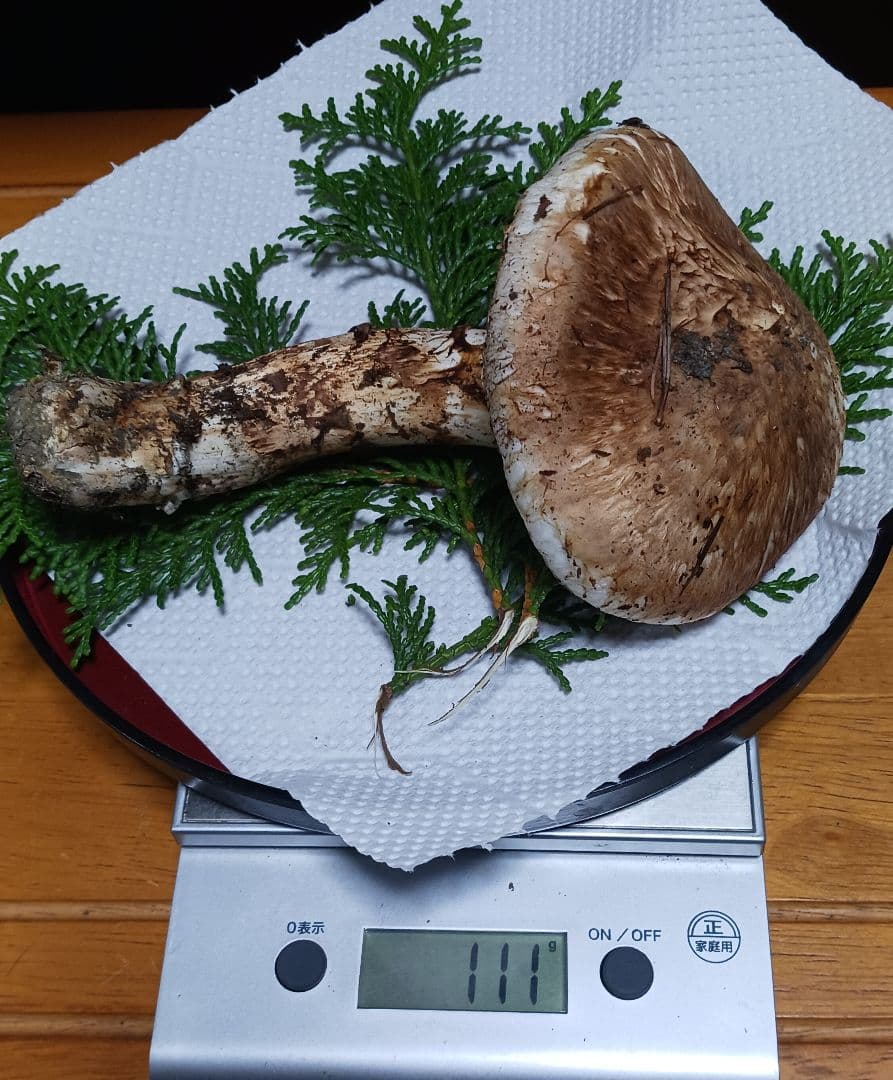 山梨産　　松茸　 320㌘　良開き2本　蕾1本
