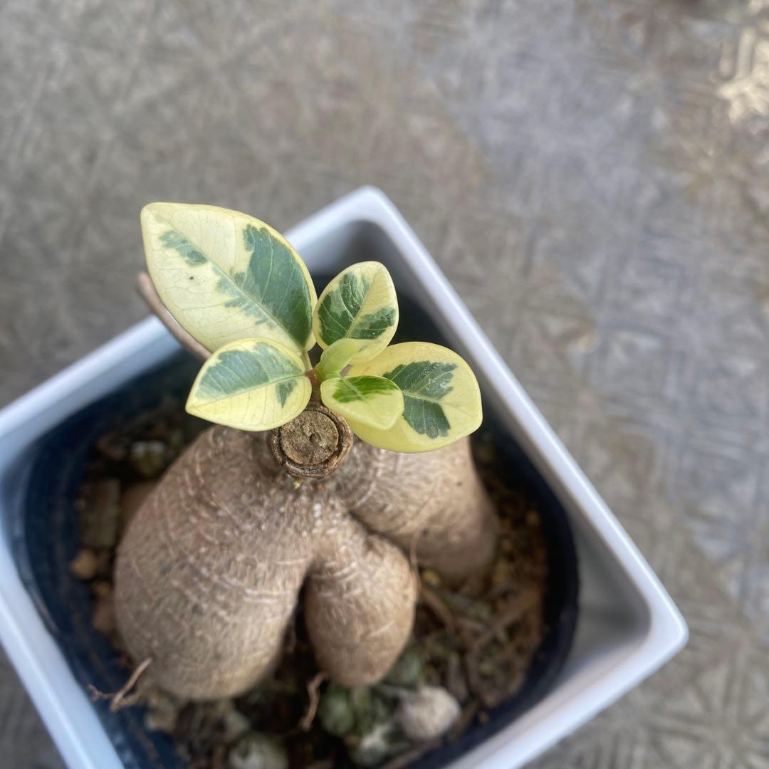 パンダガジュマル 斑入り 超希少 接木 鉢込 発根済み