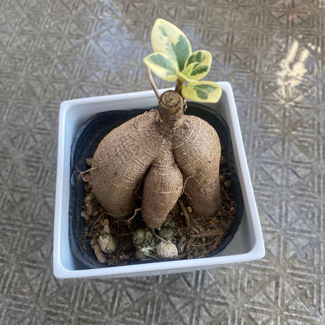 パンダガジュマル 斑入り 超希少 接木 鉢込 発根済み