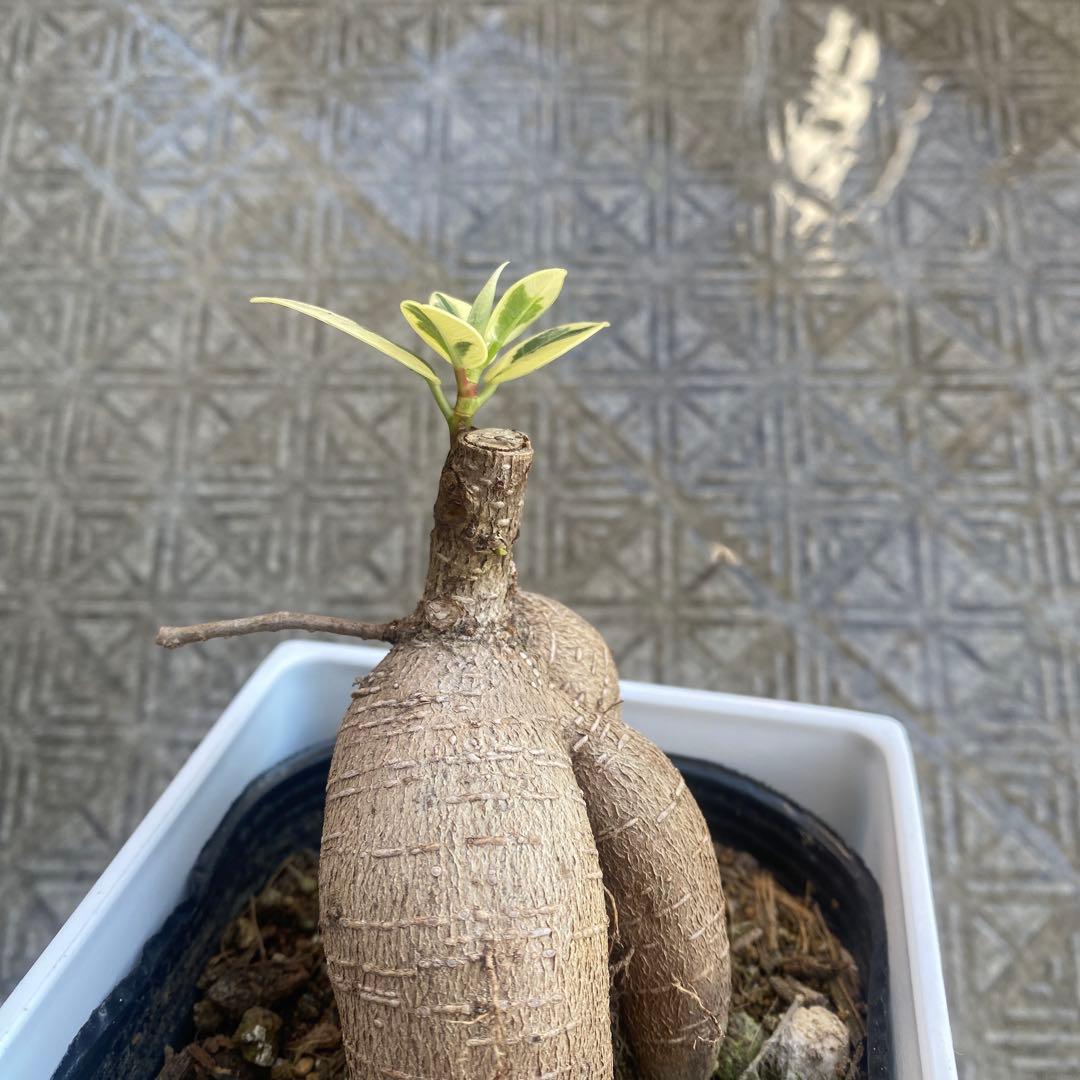 パンダガジュマル 斑入り 超希少 接木 鉢込 発根済み