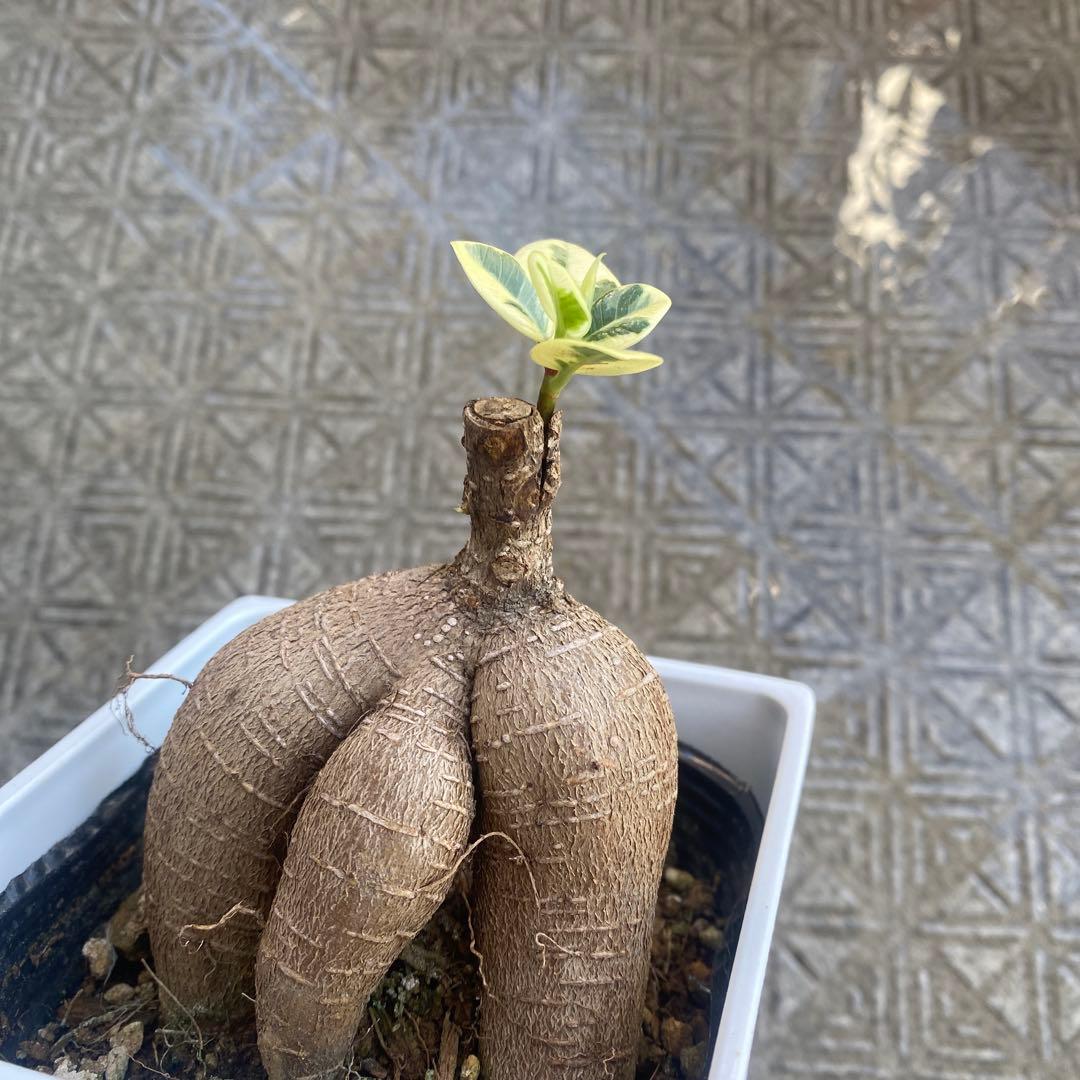 パンダガジュマル 斑入り 超希少 接木 鉢込 発根済み