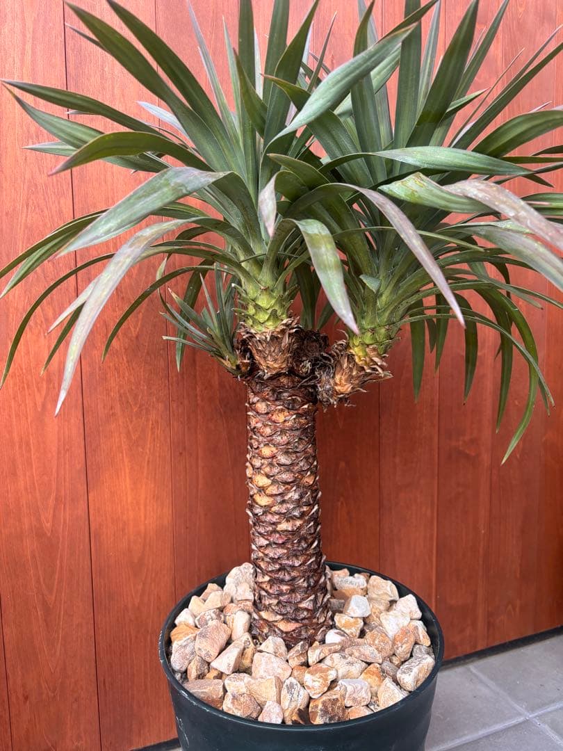 ユッカ　デスメティアーナ　幹立ち　3頭　極太　値下げ！