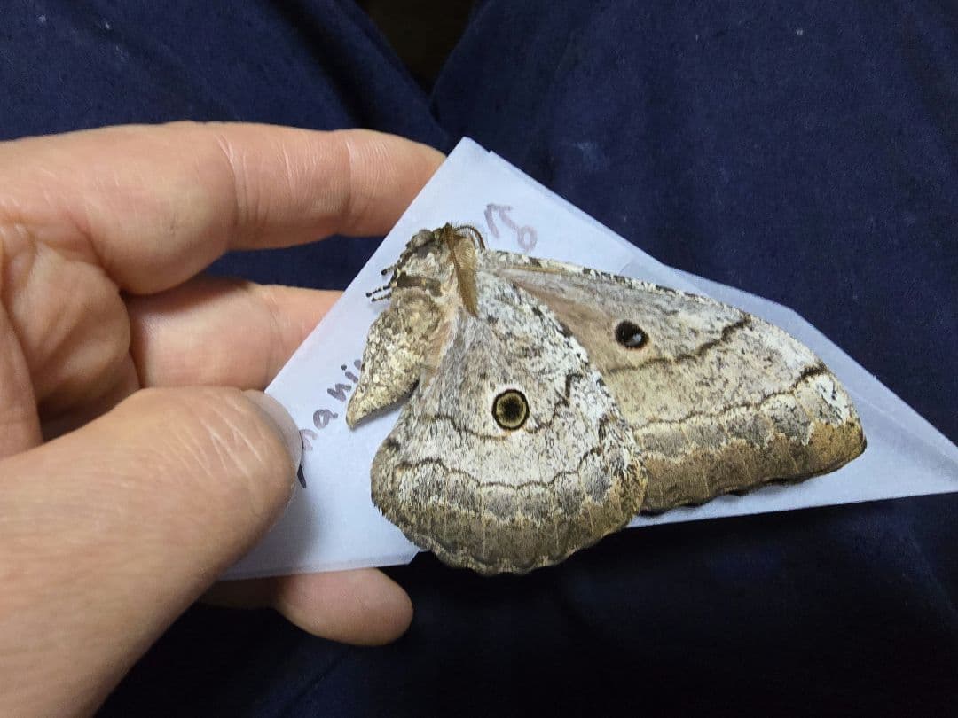 Gynanisa maja ♂♀ペアセット