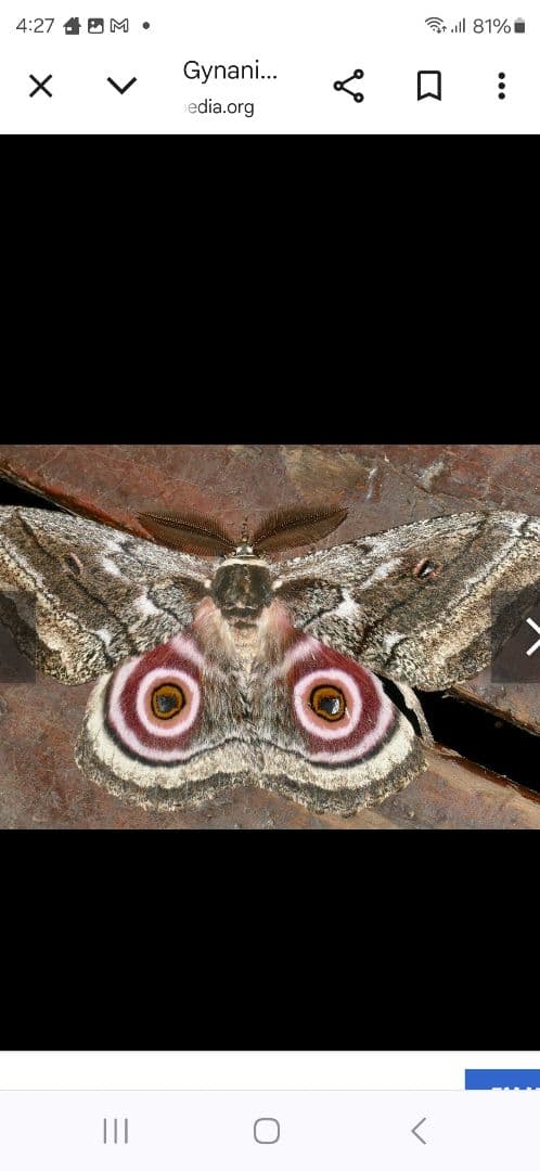 Gynanisa maja ♂♀ペアセット