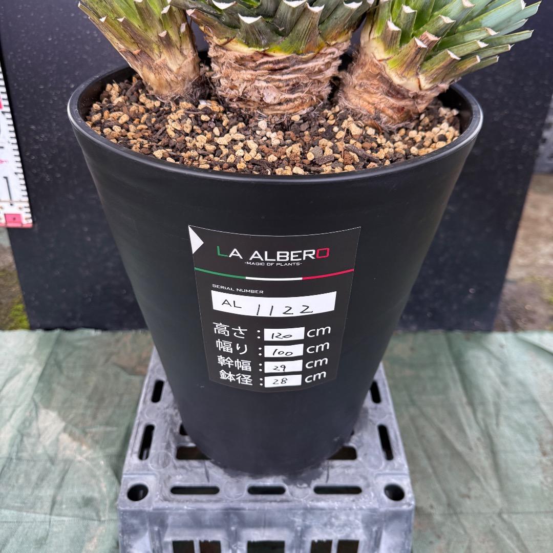 H*U様 【AL1122】ユッカ　リギダ　超希少トリプルヘッド