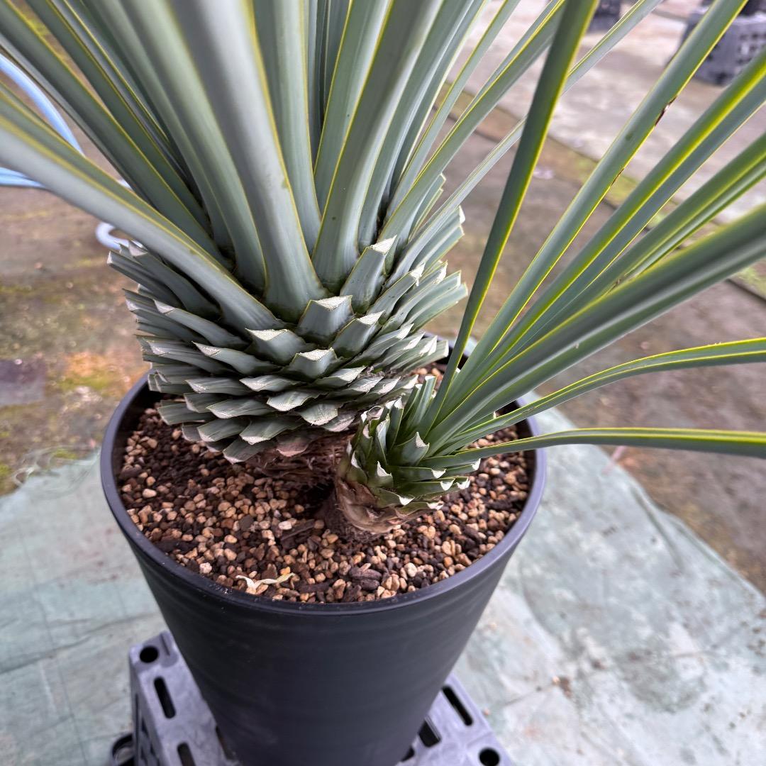 H*U様 【AL1122】ユッカ　リギダ　超希少トリプルヘッド