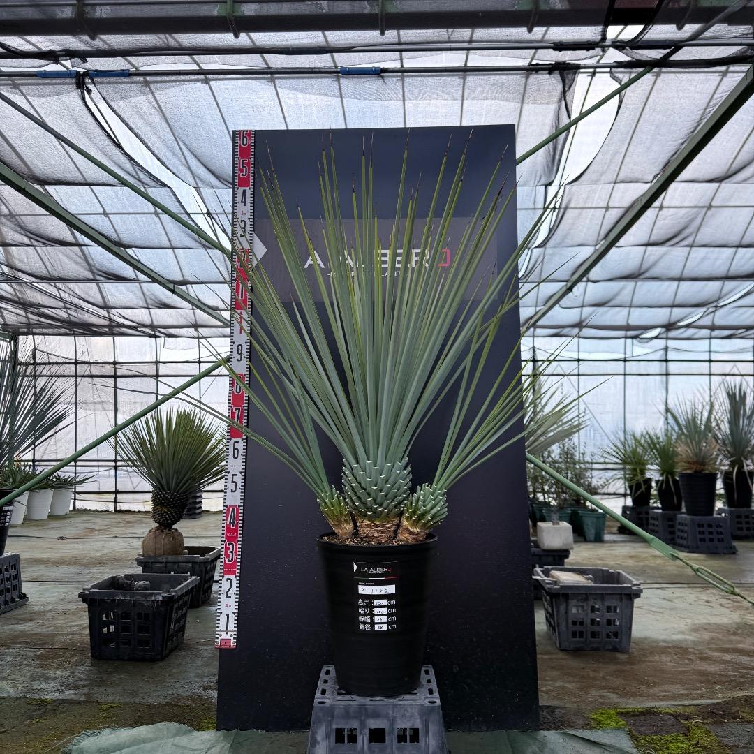 H*U様 【AL1122】ユッカ　リギダ　超希少トリプルヘッド