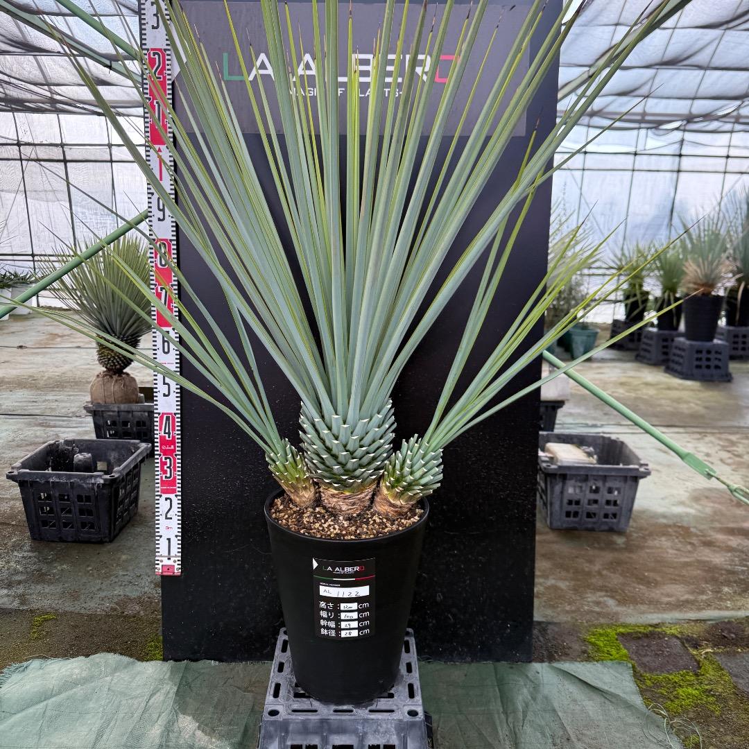 H*U様 【AL1122】ユッカ　リギダ　超希少トリプルヘッド