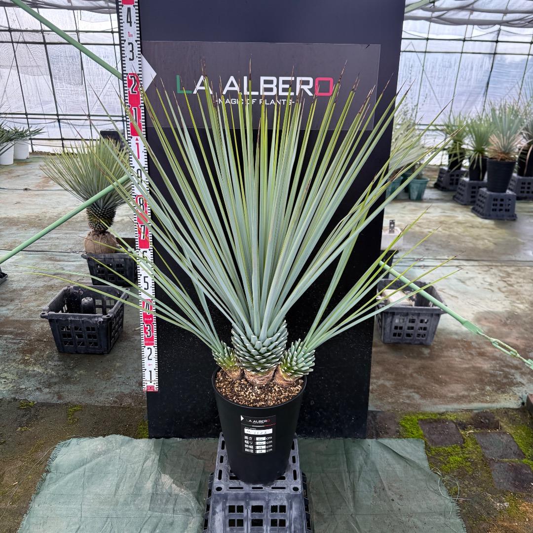 H*U様 【AL1122】ユッカ　リギダ　超希少トリプルヘッド