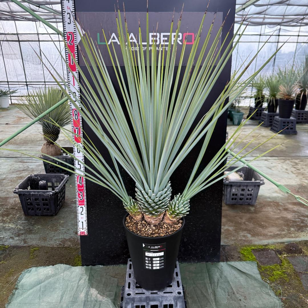 H*U様 【AL1122】ユッカ　リギダ　超希少トリプルヘッド