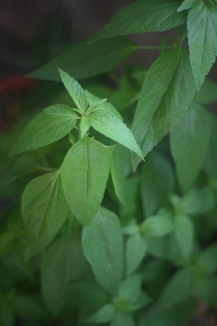 NIKKOR-H・C 5cm F2 ニコンLマウントレンズ