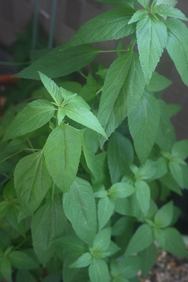 NIKKOR-H・C 5cm F2 ニコンLマウントレンズ