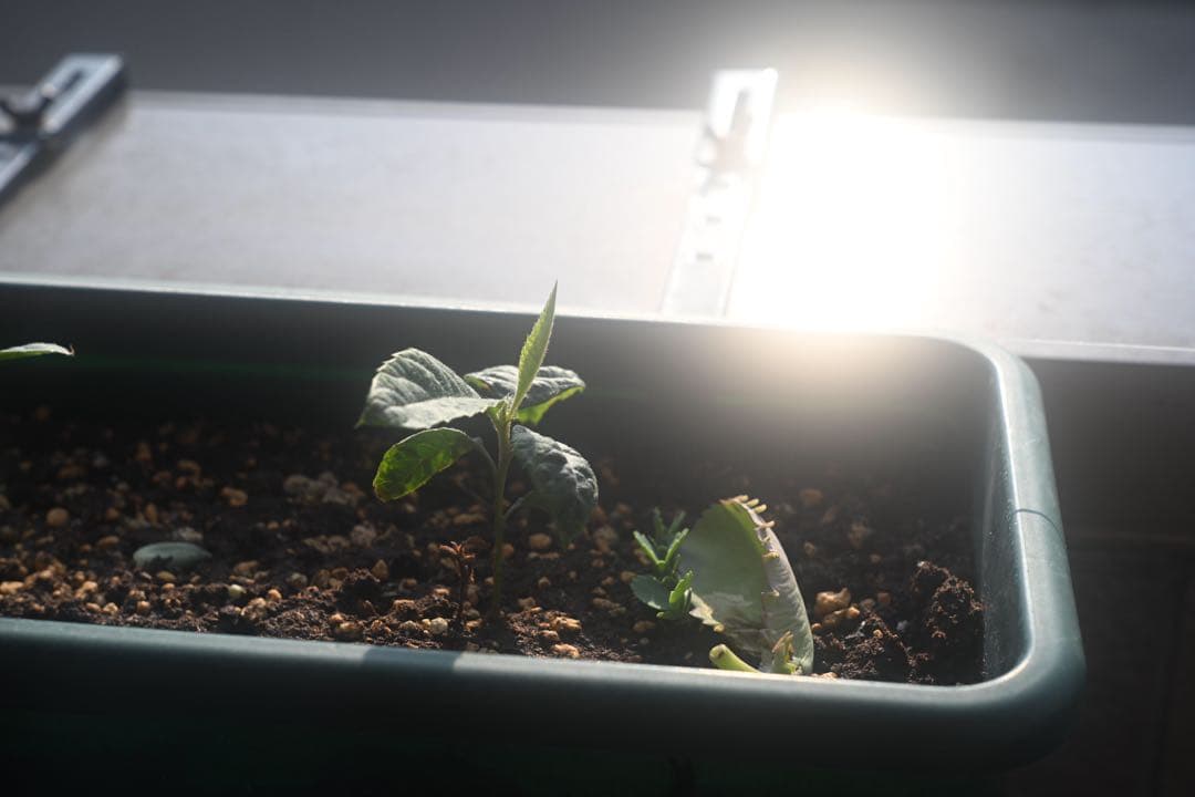 NIKKOR-H・C 5cm F2 ニコンLマウントレンズ