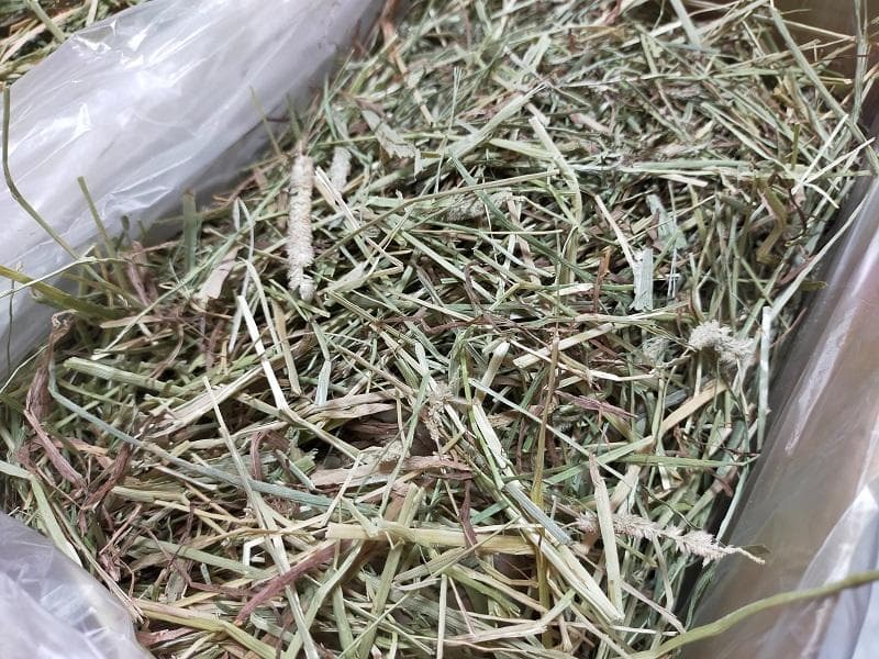 【1/14まで】 カナダ産 チモシー 50kg スーパープレミアム １番刈り