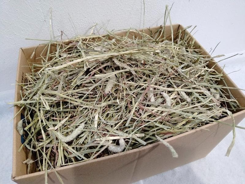 【1/14まで】 カナダ産 チモシー 50kg スーパープレミアム １番刈り