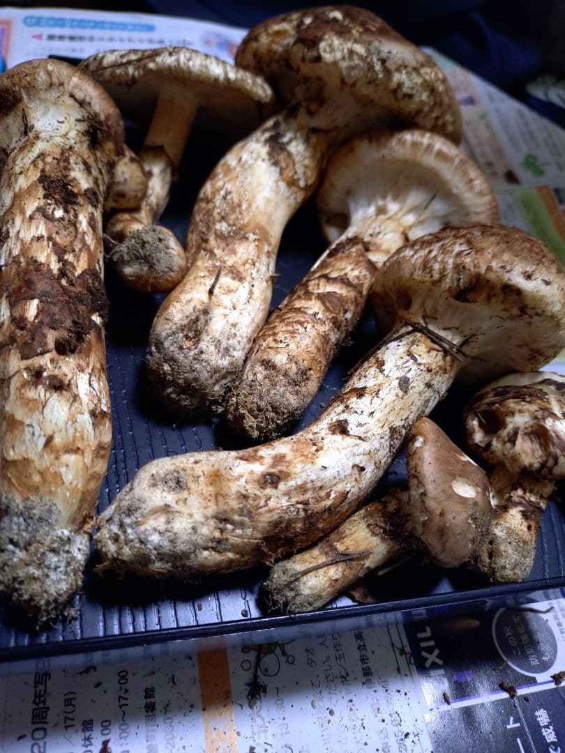 長野県　南信州産　松茸　404g