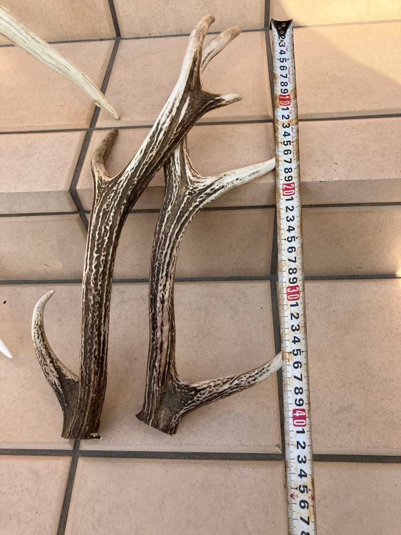 鹿の角/天然蝦夷鹿の角/蝦夷鹿/鹿のツノ/角