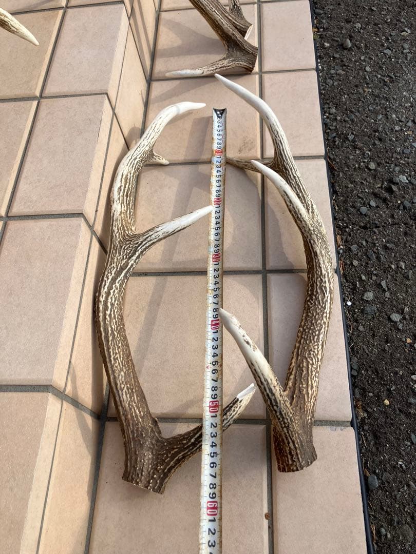 鹿の角/天然蝦夷鹿の角/蝦夷鹿/鹿のツノ/角