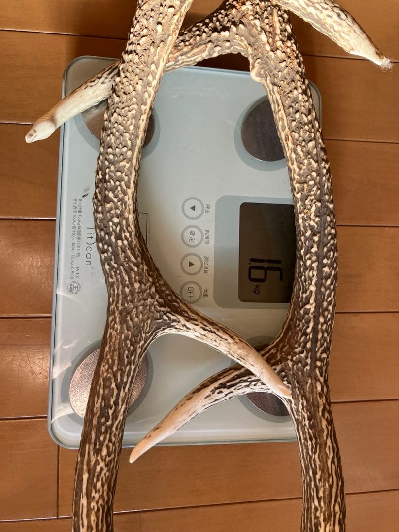 鹿の角/天然蝦夷鹿の角/蝦夷鹿/鹿のツノ/角