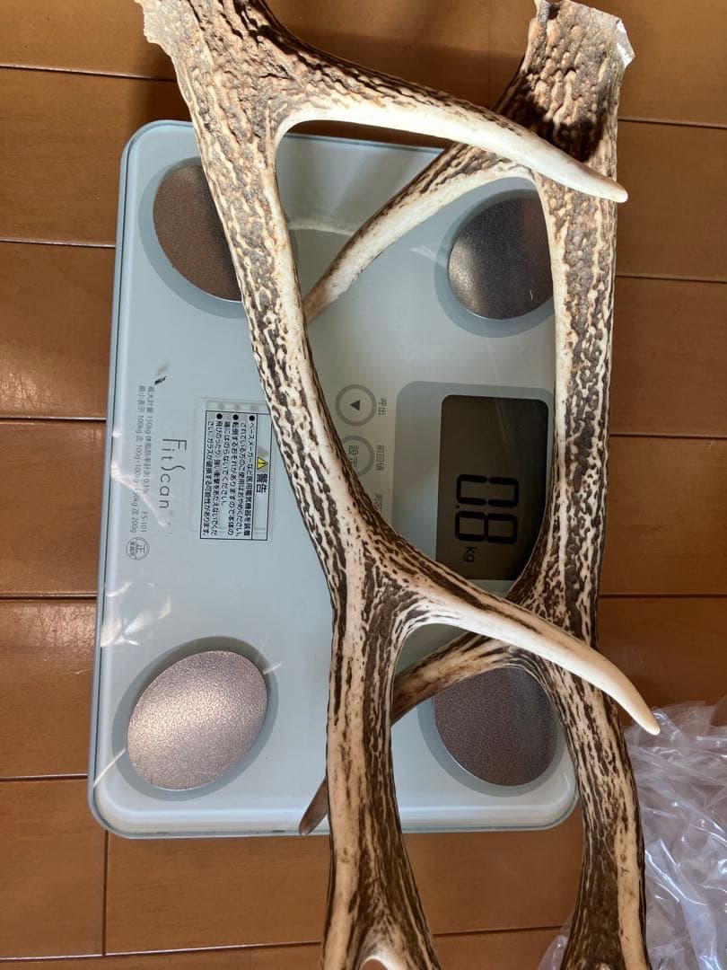 鹿の角/天然蝦夷鹿の角/蝦夷鹿/鹿のツノ/角