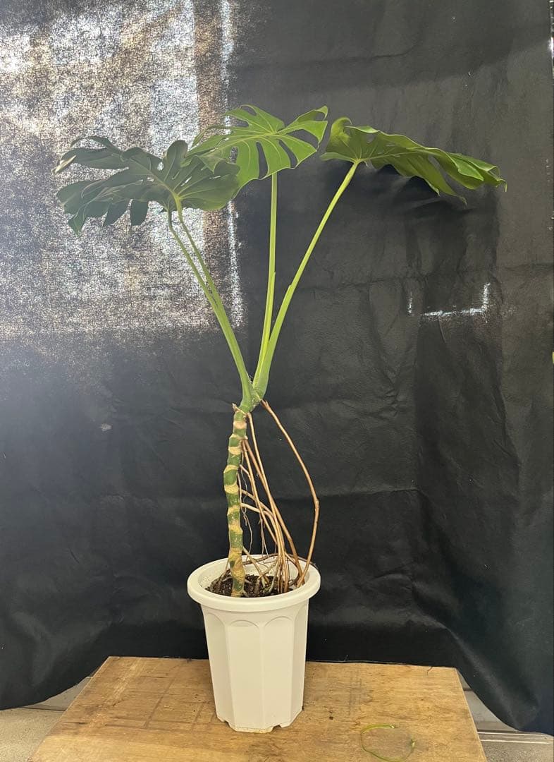 幹上がり　幹立ち　モンステラ　デリシオーサ　オシャレ　インテリア　観葉植物