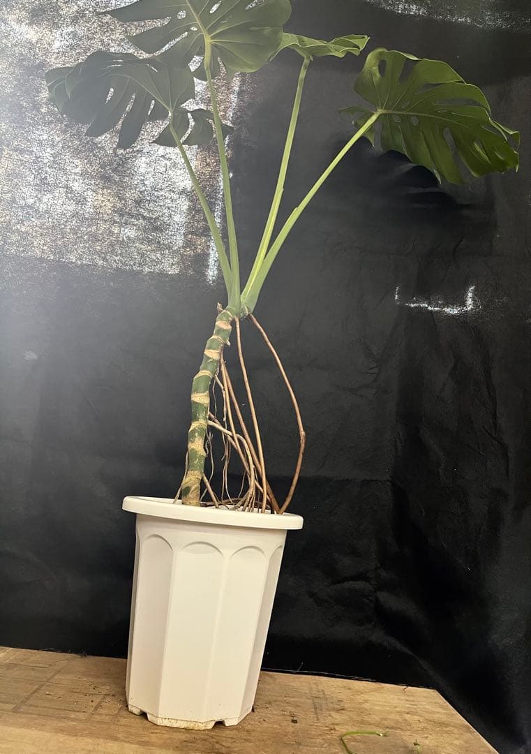 幹上がり　幹立ち　モンステラ　デリシオーサ　オシャレ　インテリア　観葉植物