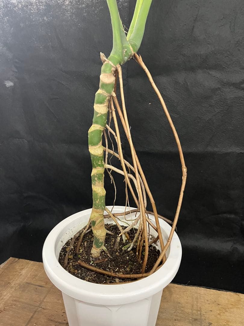 幹上がり　幹立ち　モンステラ　デリシオーサ　オシャレ　インテリア　観葉植物