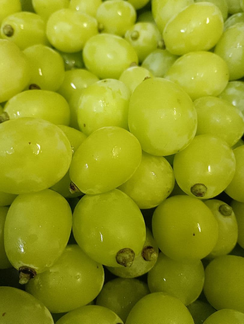 シャインマスカット大粒グリーン多め入り5キロ粒バック入りになります。