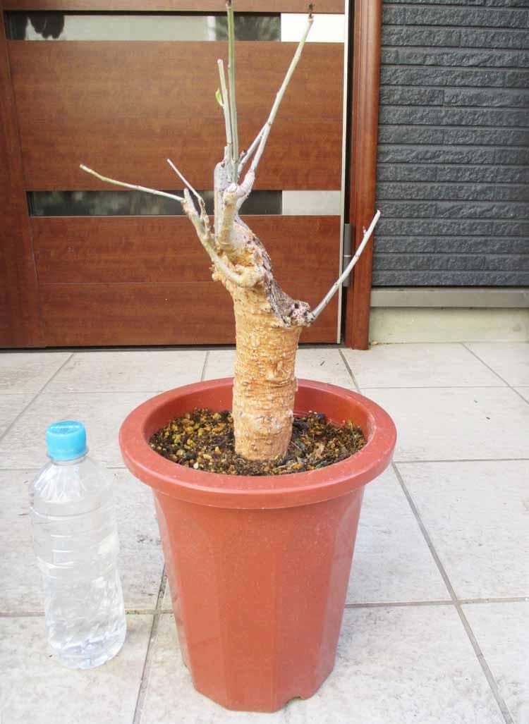 【現品】発根済　大株　バオバブの木　バオバブ・ディギタータ　7号鉢　お５番