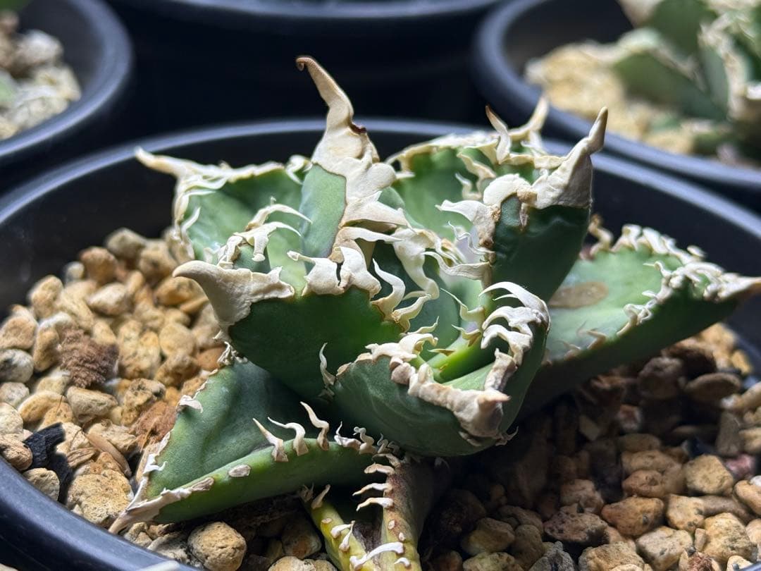 アガベ オテロイ　台湾ゴジラ