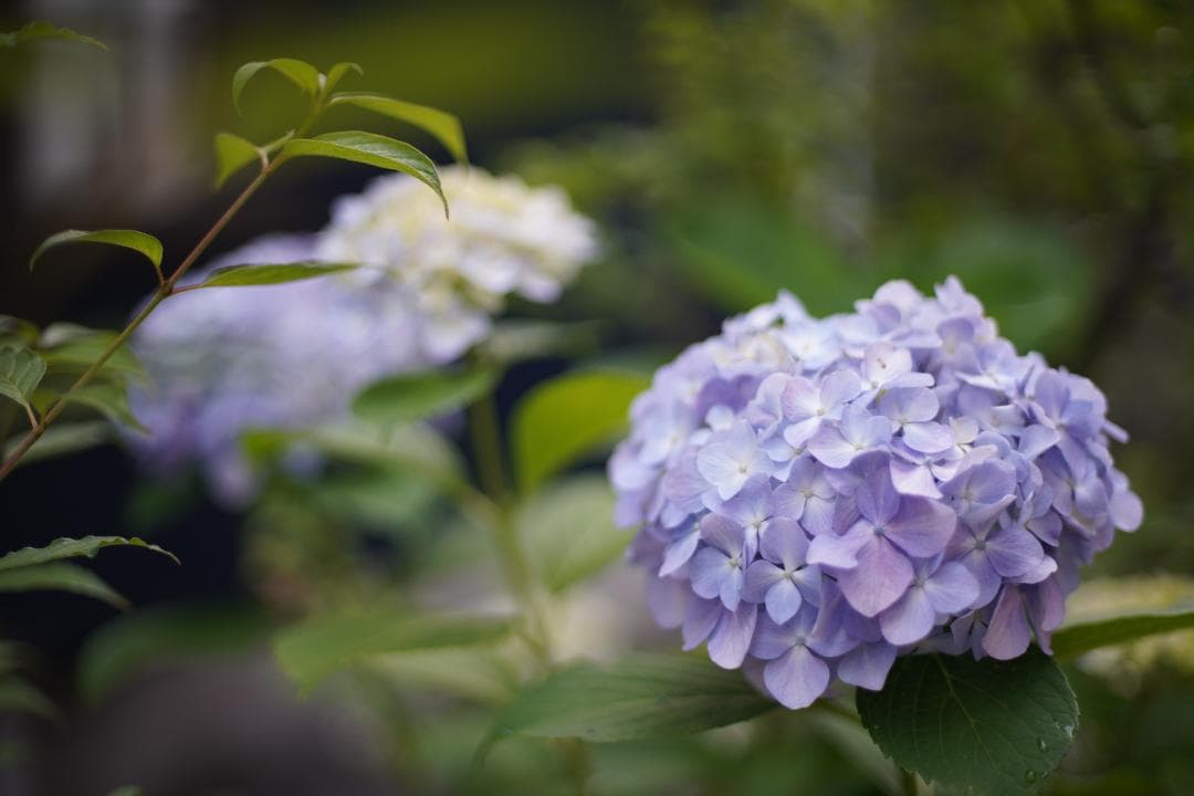 フィルムカメラ Nikon FE Black / Ai Nikkor 50mm F1.4